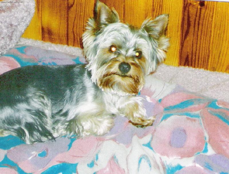 Foto: Charlie když byl malinkej-Náš miláček Charlie (Čárlí)