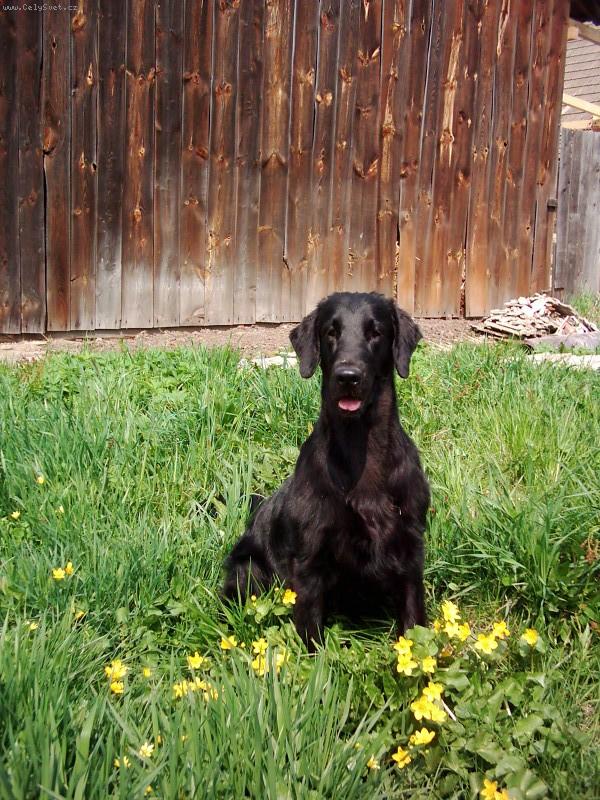 Foto: naše Orinka-Ch. Aura ze Soutockého luhu