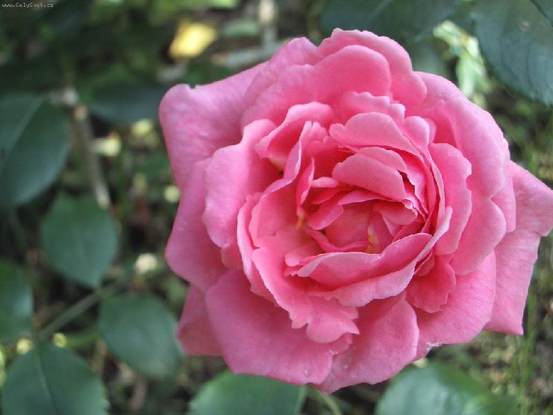 Foto: starorůžova-Pnouci