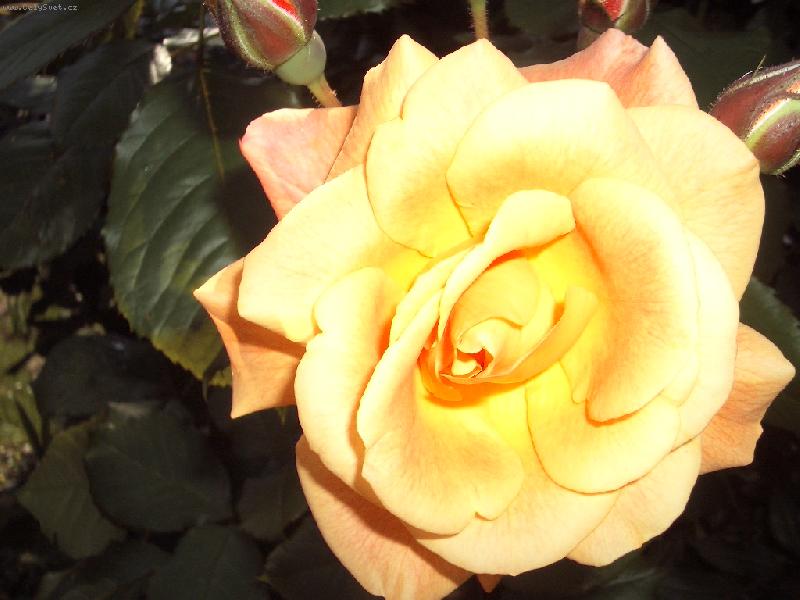 Foto: Westerland-sežloutla