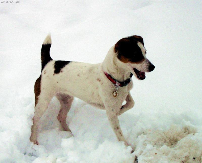 Foto: Rapl-Blázen do jakékoliv zábavy, počasí nerozhoduje, hlavně, že se dá řádit.