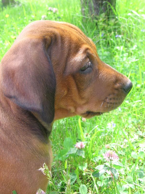 Foto: Alf Hanaho-Alfík