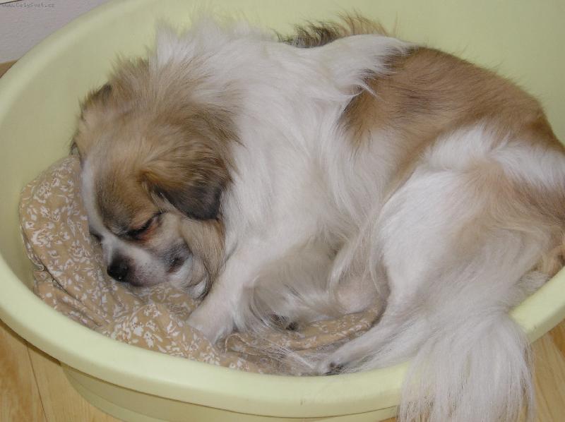 Foto: Tibetský paněl Shady