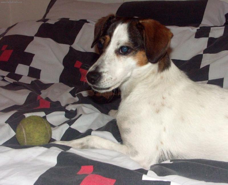 Foto: Pohoda-Do postele normálně nesmím, ale když se nikdo nedívá, důvod si najdu. Ten tenisák mi tam fakt spadl sám!!!