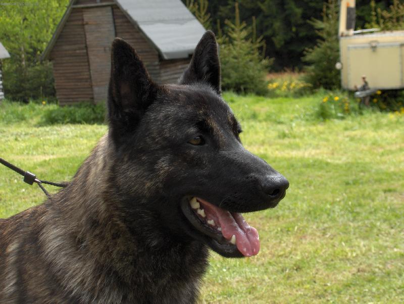 Foto: holandský ovčák-Harry Potter Qalt Mercator