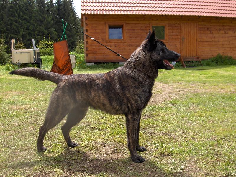 Foto: holandský ovčák-Harry Potter Qalt Mercator