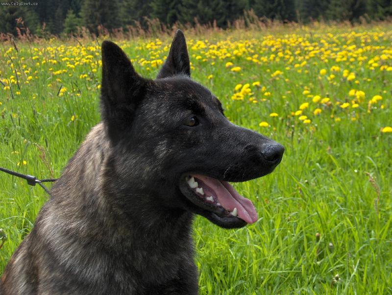 Foto: holandský ovčák-Harry Potter Qalt Mercator