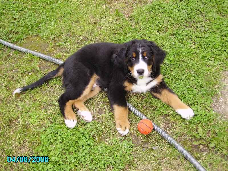 Foto: Andík a míček