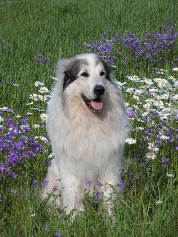 Foto: Monty v létě-Monty v létě