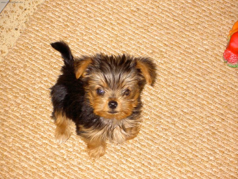 Foto: To je náš MIKY.