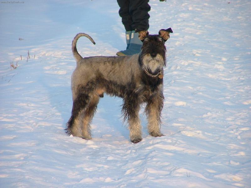 Foto: Knírač pepř a sůl
