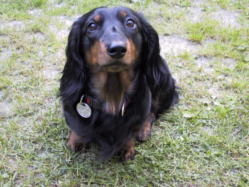 Foto: Dája ze Štěkotu-kuk