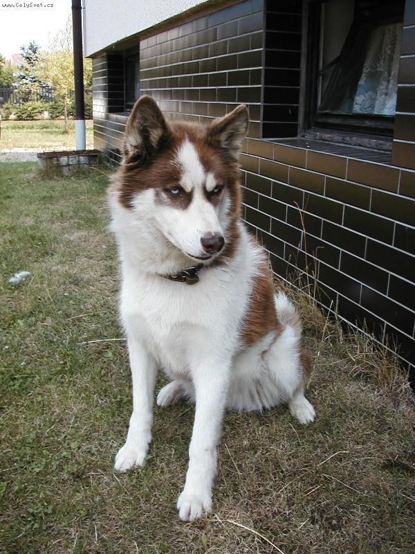 Foto: Brenda-...chtělo by to nějakou kočku na hraní :o)