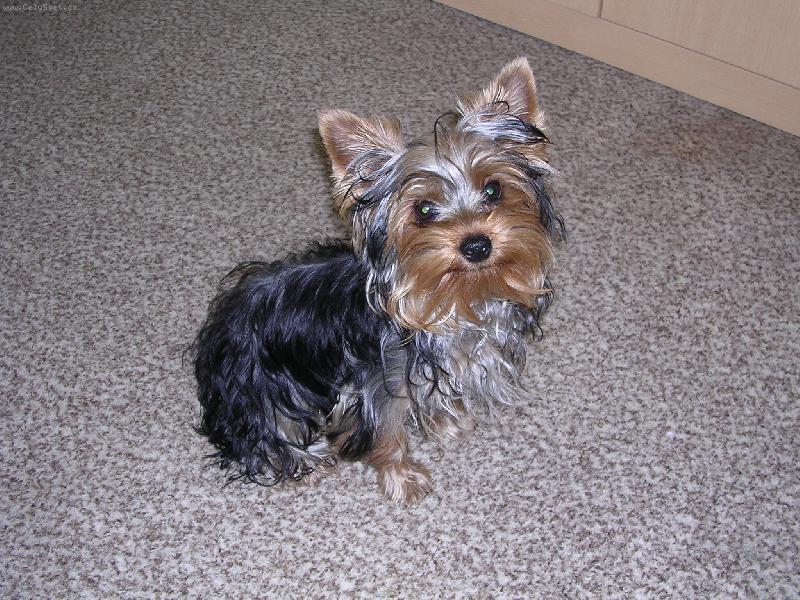 Foto: Filípek-Mazlík