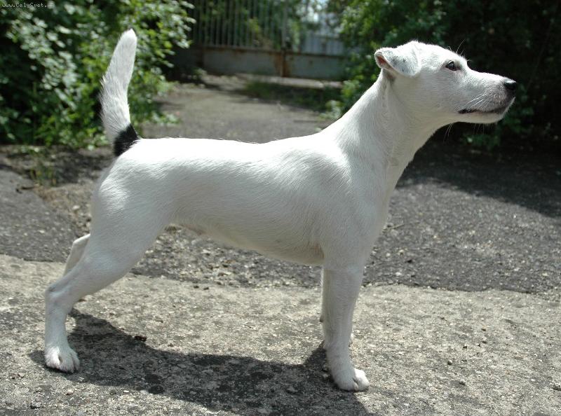 Foto: fillmore Indian Summer-parson russell terier s PP