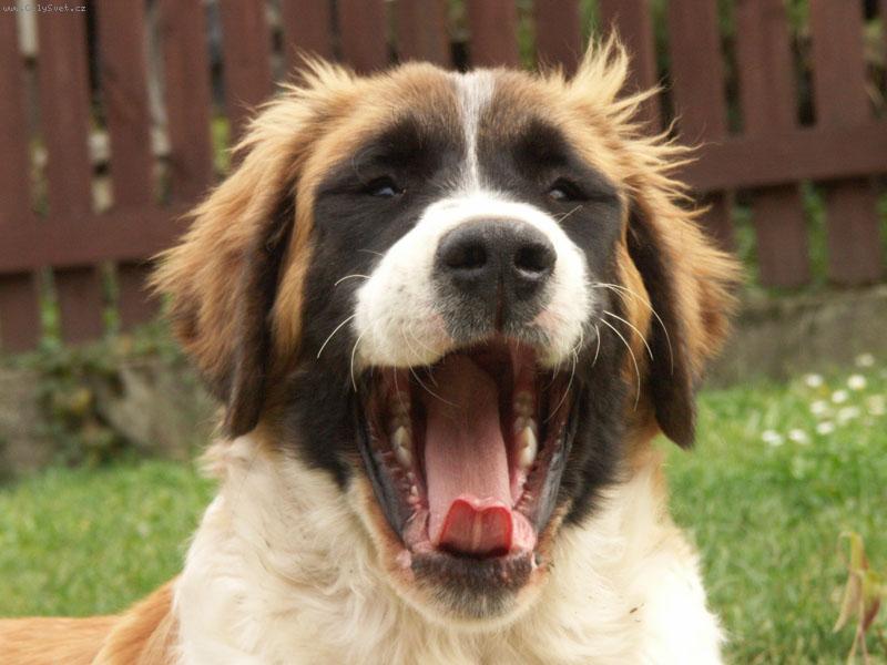 Foto: Rosa zívá-Naše fenečka v 10.týdnech