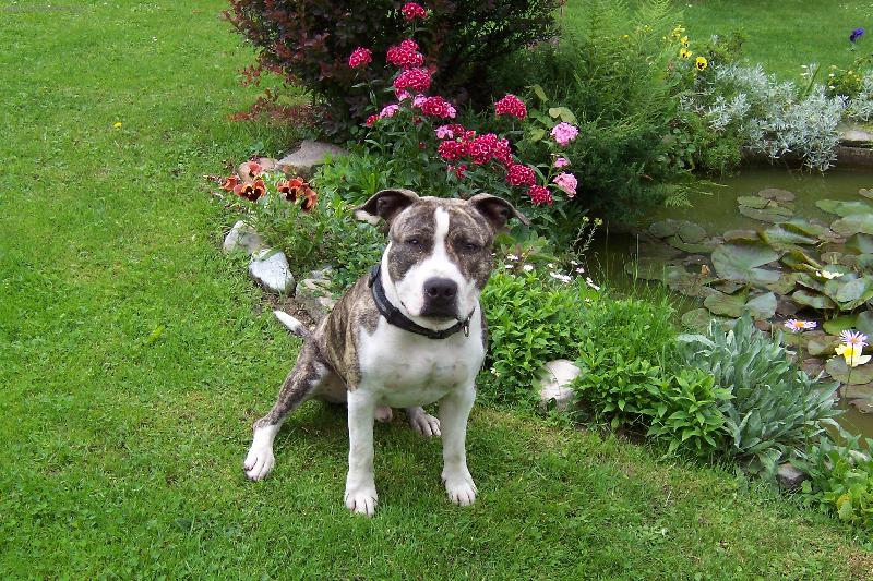 Foto: Muj hafík Rocky