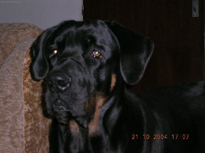 Foto:  Tosa inu-tosa inu - Tensaji ve vzácně se vyskytující barvě black and tan