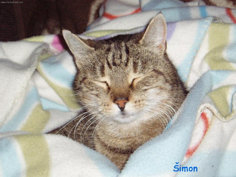 Foto: šimon-šimon v dece