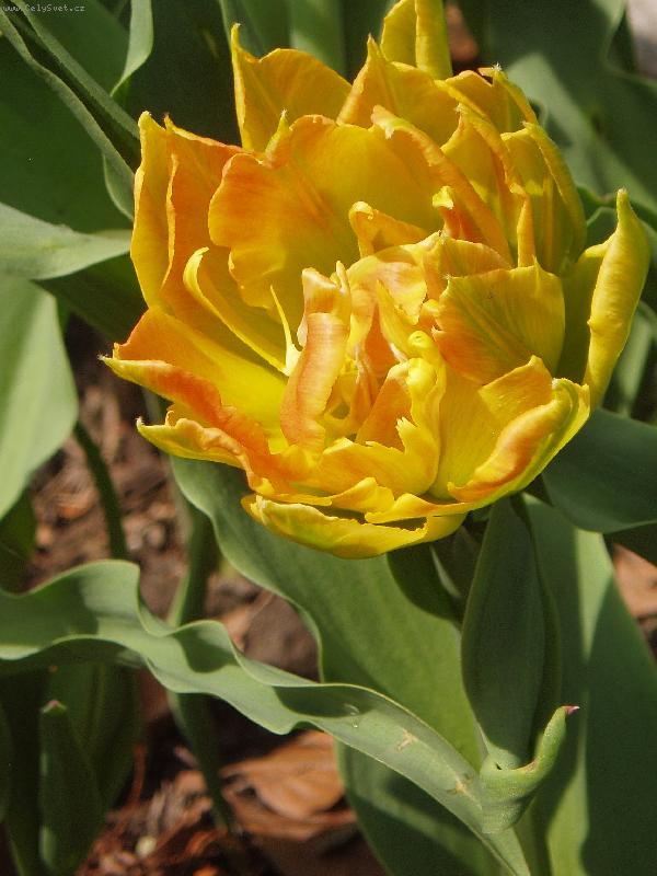 Foto: plnokvětý tulipán