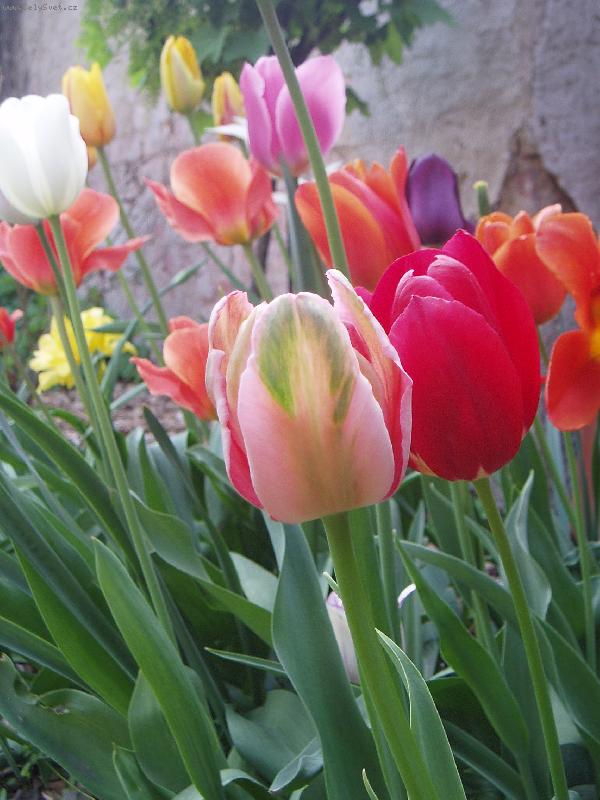 Foto: směs různých barev