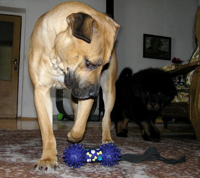 Foto: Boerboel-To je moje hračka!
