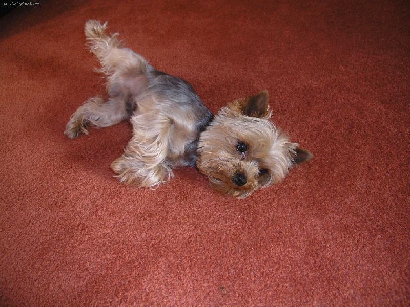 Foto: Teddy-Tak to je náš miláček Teddynek