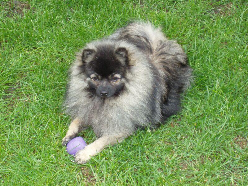 Foto: Falko z Hrabovských luk-malý vlkošedý