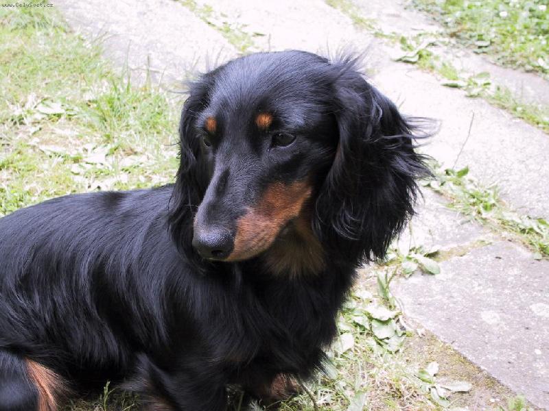Foto: Dája ze Štěkotu-na zahradě...