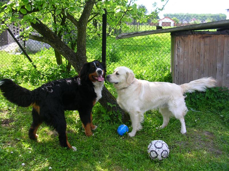 Foto: Maxík s kamarádem