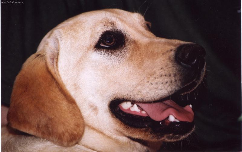 Foto: Felin-To je naše Felinka...