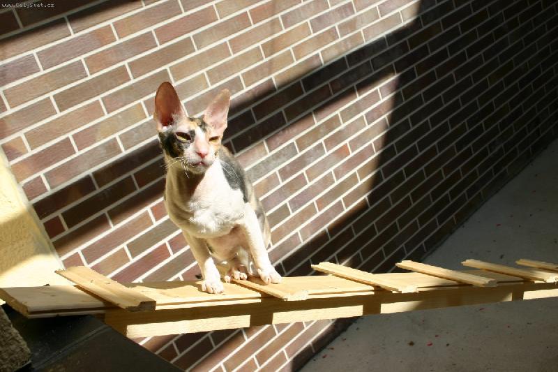 Foto: Cornishi slunění