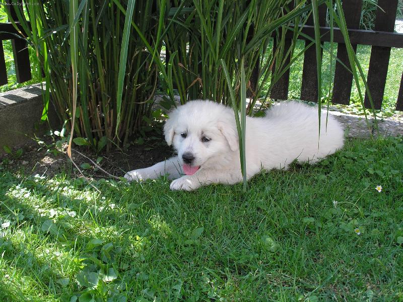 Foto: Naše Bellinka