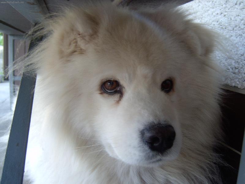 Foto: Bella-Naše Bella před operací s močovými kameny