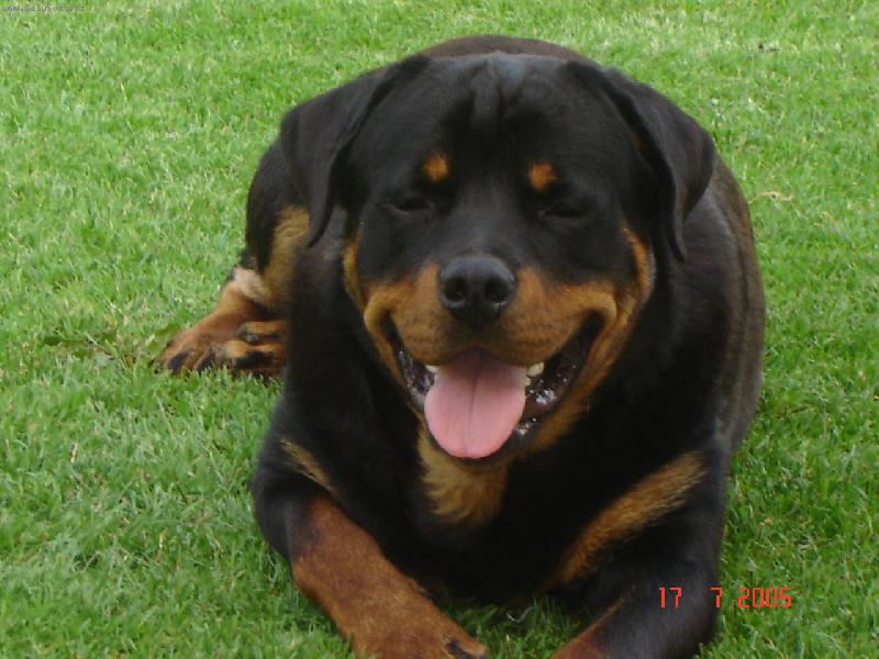 Foto: Chovatel: Babka-Mike. To je ,ale pohodička.