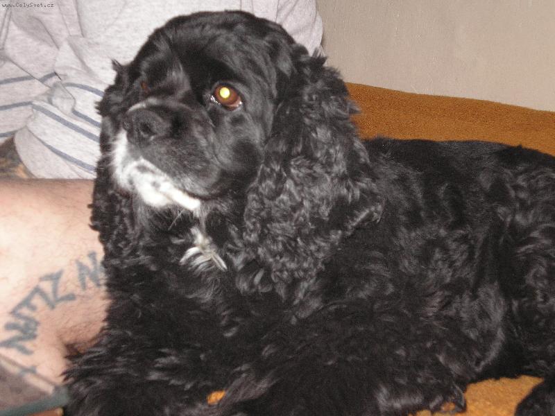 Foto: Belinka-Belinka je velice chytrá,ale někdy nás neposlouchá