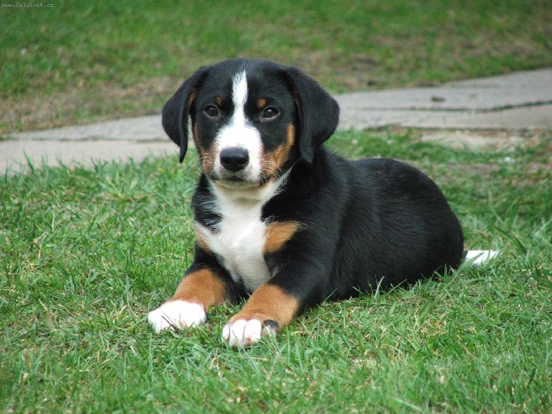 Foto: Amos-Jsem tu s Vámi rád.