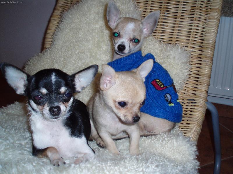 Foto: Miška, Bennino M.A. a Sheriff Jeff-,,Mijášci\"...