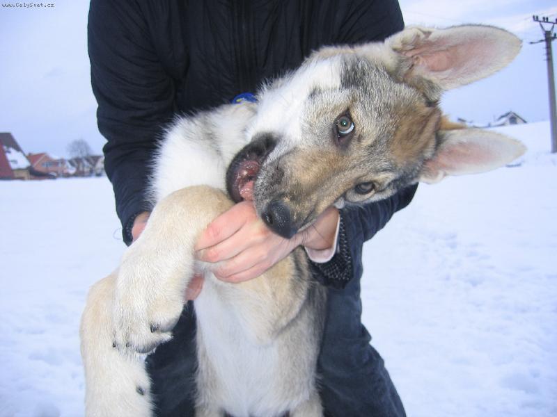 Foto: Afis Testamonium Diaboli