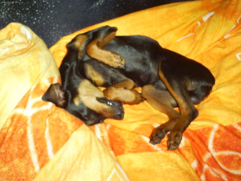 Foto: Arníček-Jsem unavenkanej