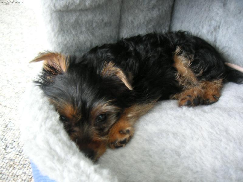 Foto: Odpočívání v domečku-Maxiček...