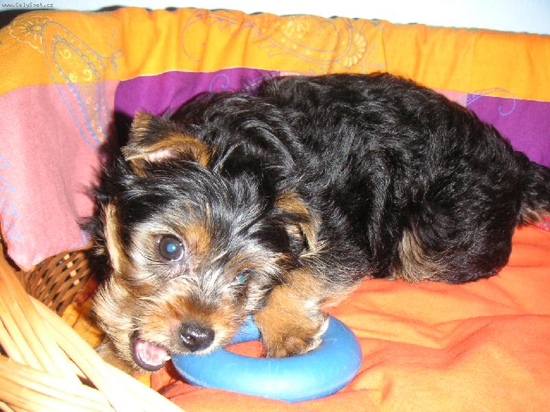 Foto: Maxik s kolečkem:-)