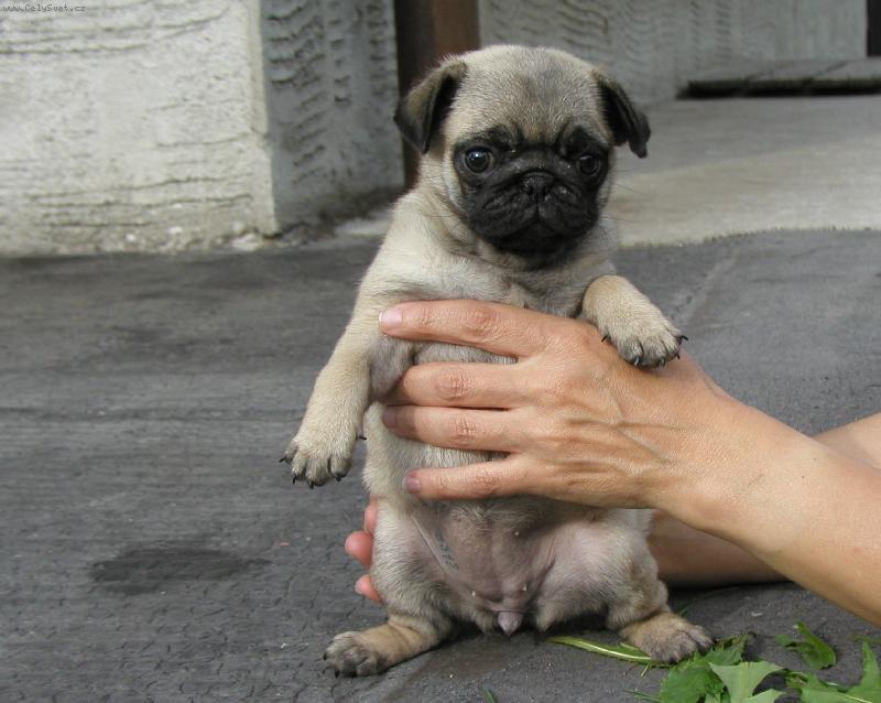 Foto: Arianka Ave Bengal-baculka