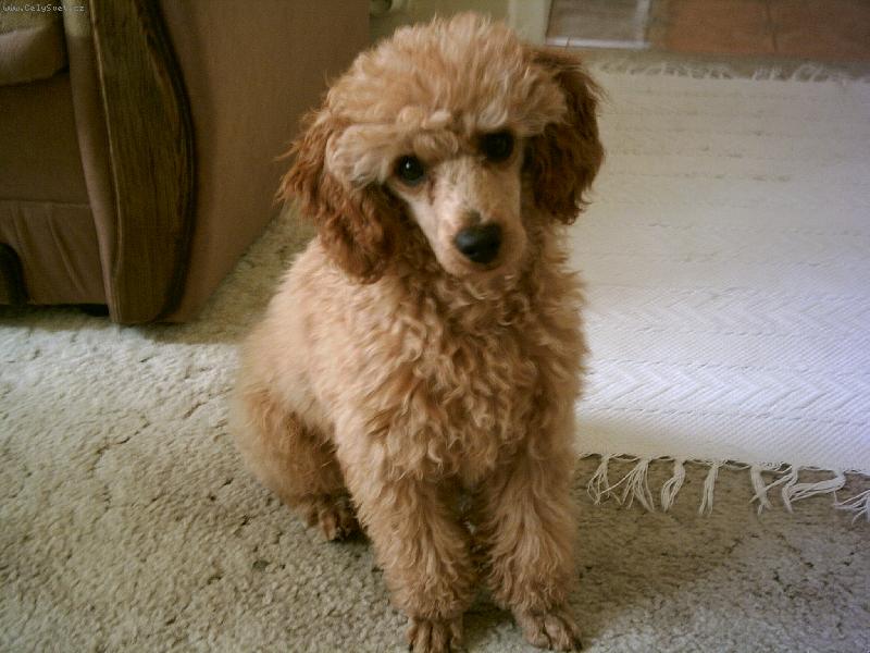 Foto: Naše štěně