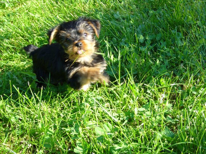 Foto: Yorkshirek-Náš Matty- náš miláček