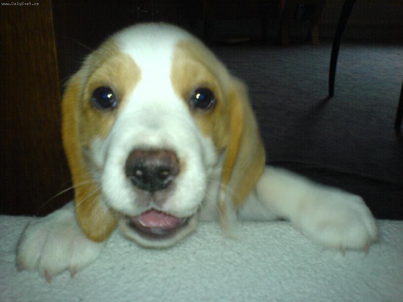 Foto: Vysmátá Suši