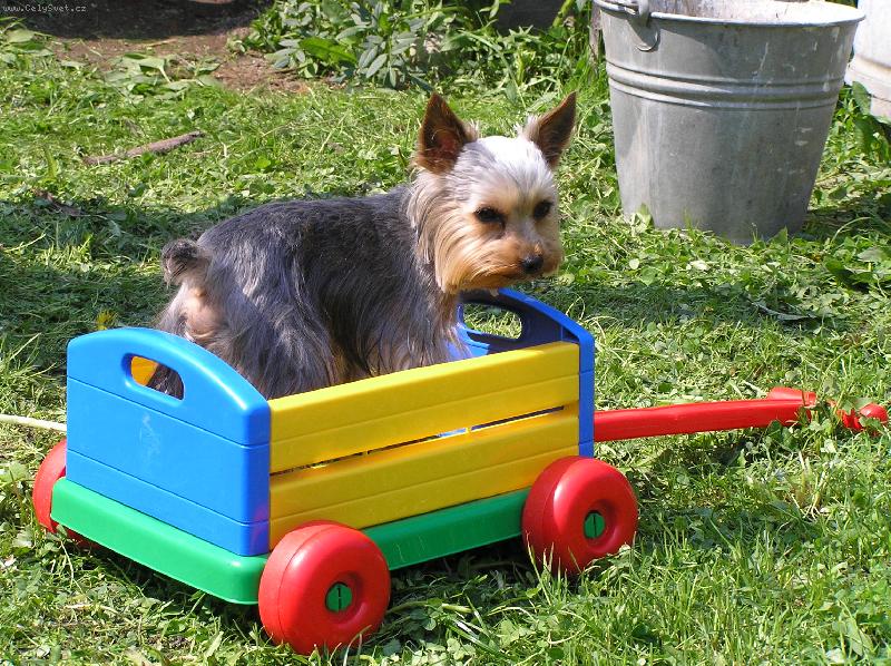 Foto: Kdo mě poveze?