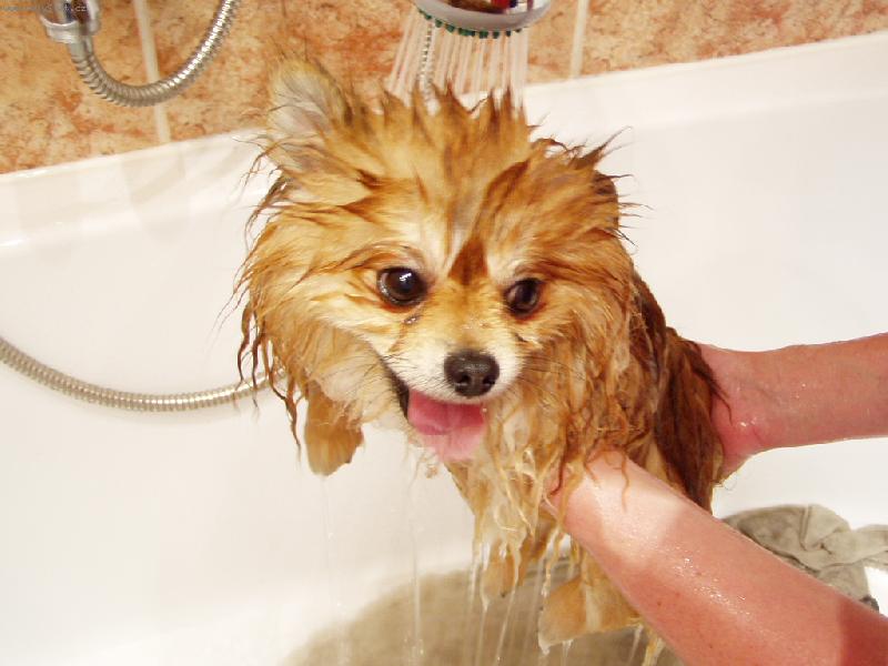 Foto: zmoklej lyšáček-při koupeli