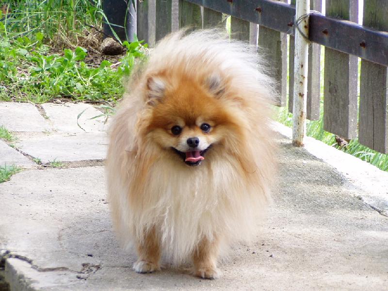 Foto: prostě pohoda-lyšáček na návštěvě u dědy v Hnánicích