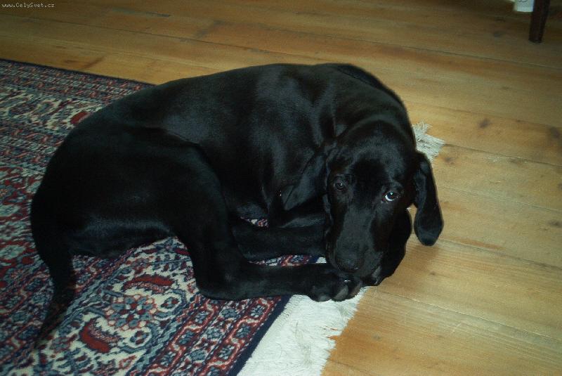 Foto: Aramis-naše krásná, milá, mazlivá fila